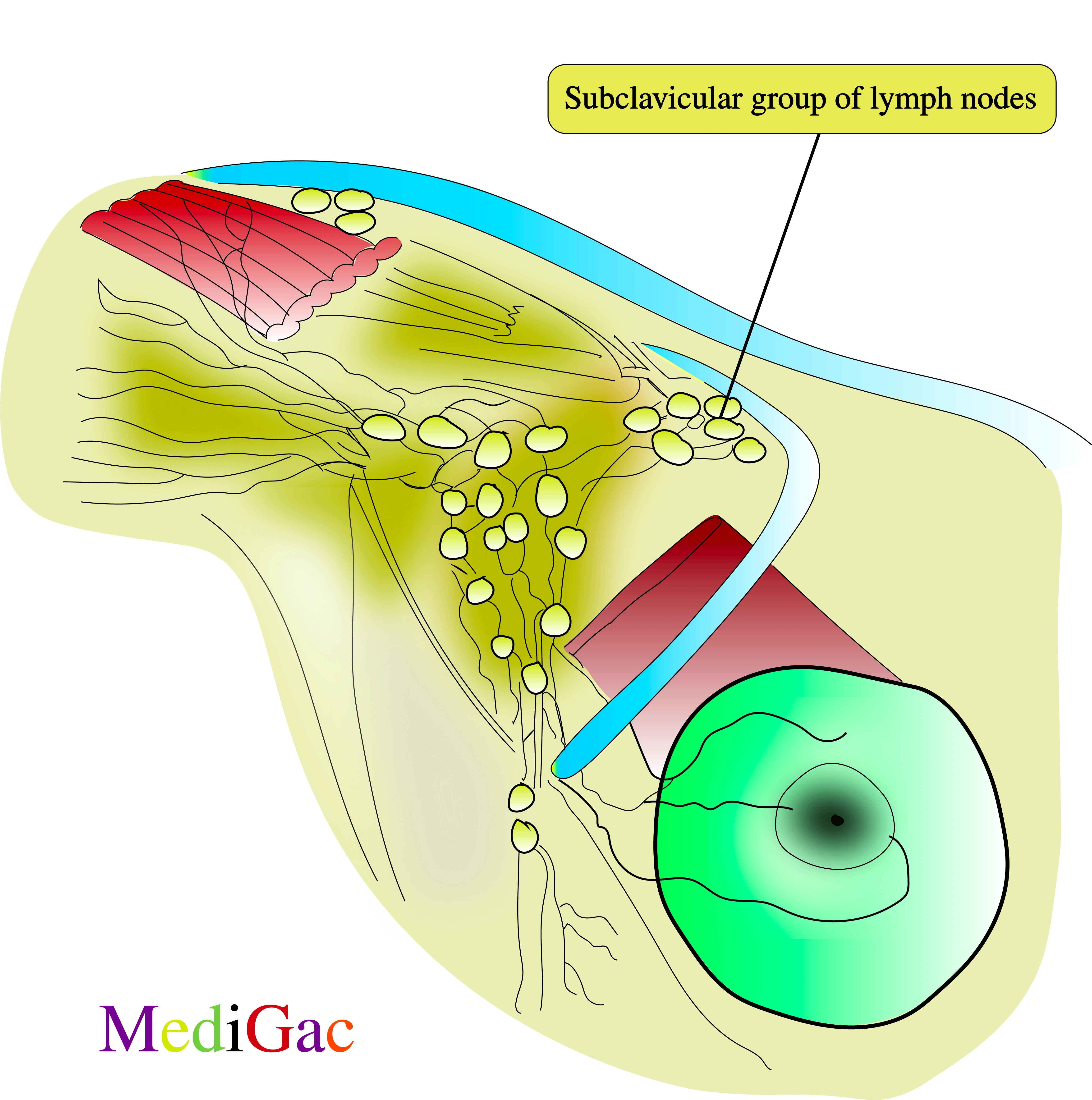 Subclavicular lymph nodes